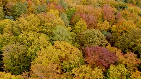 Drone flies over colorful autumn deciduous forest, aerial view Stock Footage
