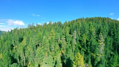 The drone flies up over a coniferous forest in the mountains Stock Footage 120815929