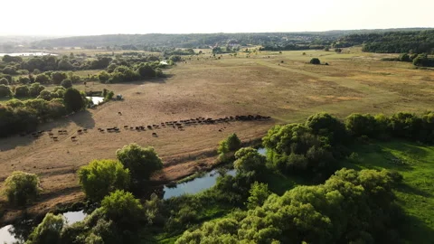The drone flies over cows grazing by the river Stock Footage 158059587