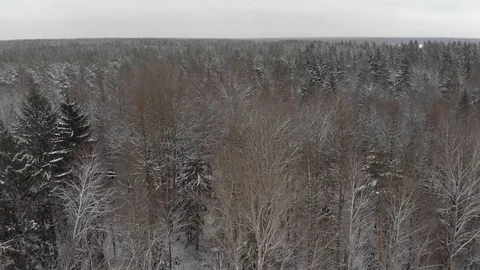 Drone flies over deciduous and coniferous dense forest in winter. Winter Stockbeeldmateriaal 129539171