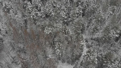 Drone flies over deciduous and coniferous dense forest in winter. Winter Stock Footage 129539650