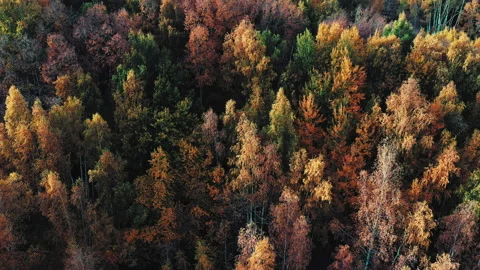 Drone flies over a dense bright autumn forest. Beautiful autumn landscape. Stock Footage 142922200