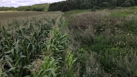 The drone flies over the edge of a cornfield Stock Footage 159869354