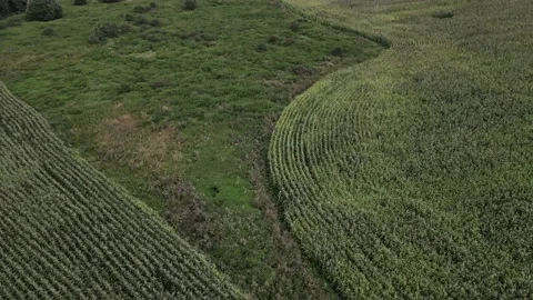 The drone flies over the edge of a cornfield 動画素材 160191009