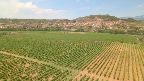 A drone flies over endless fields of vineyards in sunny weather Stock Footage 299954953