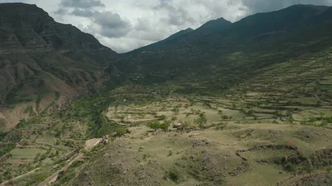 Drone flies over farm fields with olive trees and cattle Stock Footage 165567305