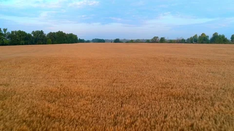 Drone flies over a field with wheat at sunrise. Aerial view Stock Footage 130489867