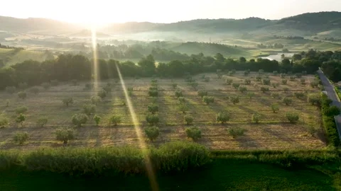 Drone flies over the fields at dawn Stock Footage 205484654
