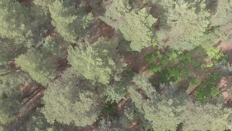 A drone flies over the forest and new residential areas. Stock Footage 118769052