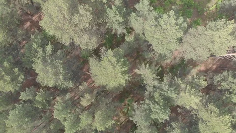 A drone flies over the forest and new residential areas. Stock Footage 118772582