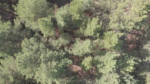 A drone flies over the forest and new residential areas. Stock Footage 118884408