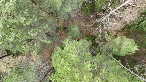Drone Flies Over Forest With Camera Pointed Down Stock Footage 342322758