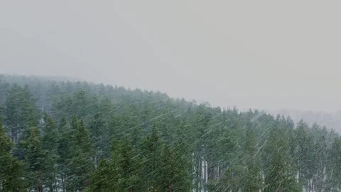 Drone flies over the forest during a heavy snowfall. A winter snowstorm ove.. Stock Footage 262876161