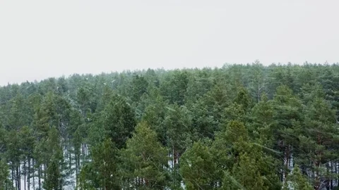 Drone flies over the forest during a heavy snowfall. Drone flies over treet.. Stock Footage 263554975