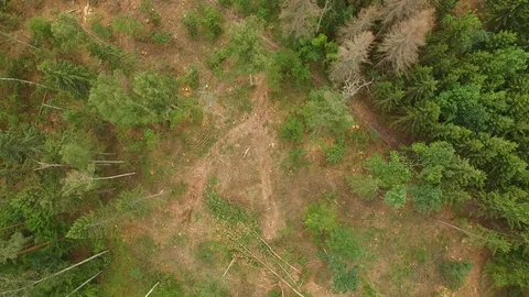 The drone flies over the forest. Video stock 111335416