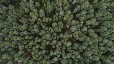 The drone flies over the forest Stock Footage 129974438