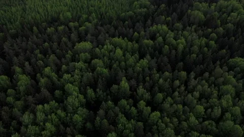 Drone flies over the forest Stock-Footage 170939758