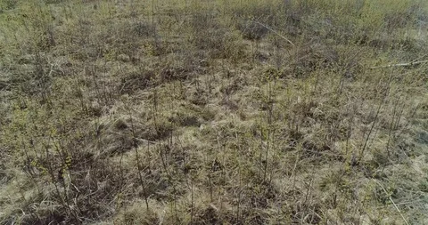 Drone flies over a forest growing in the middle of a bog Stock Footage 118587463