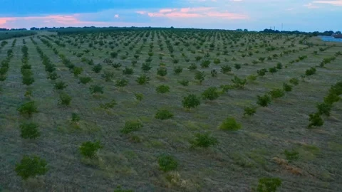 Drone flies over a garden of small trees, during sunset Stock Footage 142563022