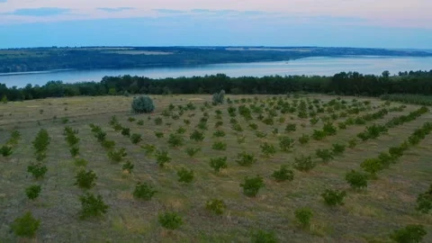 Drone flies over a garden of small trees with a view of the river, during sun Stock Footage 201356941
