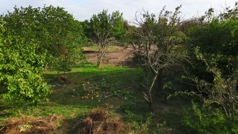 Drone flies over garden, which is being prepared for end of season. Video stock 221378631