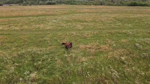 Drone flies over grazing two horses Stockbeeldmateriaal 137943589