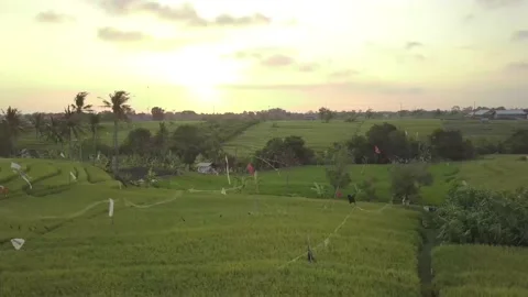 A drone flies over green fields at sunset. Stock Footage 155998172