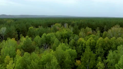 Drone flies over green forest in Ukraine Stock Footage 140122714