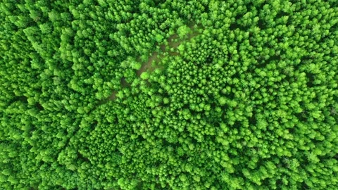 Drone flies over the green forest shooting at an angle of 90 from above 4k Stock Footage 236404433