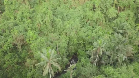 The drone flies over the green forests of Indonesia. Stock Footage 155997923