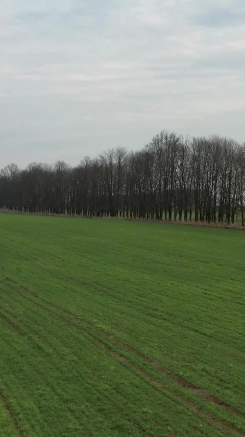 Drone flies over green grass field towards tree line Video stock 334168703