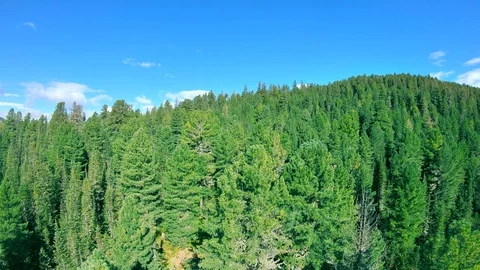 The drone flies up over the green pine forest Stock Footage 121897545