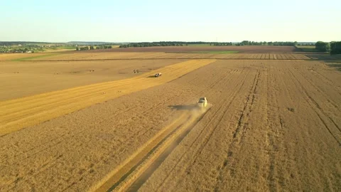 Drone flies over harvesters working in a wheat field on a sunny day. Filmed i Stock Footage 164782134