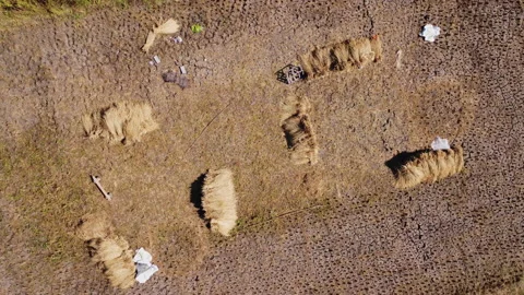 Drone flies over the haystack after the harvest season in the paddy fields. Stock Footage 221214325