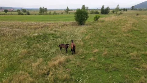 The drone flies over the horses Stock Footage 137968616