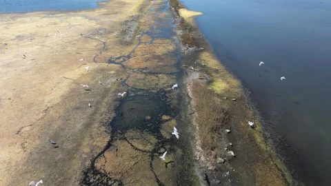 A drone flies over a large group of African birds standing in a marshy area Stock Footage 284631157