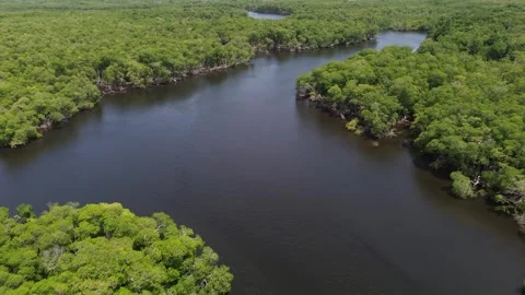 Drone Flies Over Mangrove Forest and Open Water, Florida Vídeos de archivo 340522605