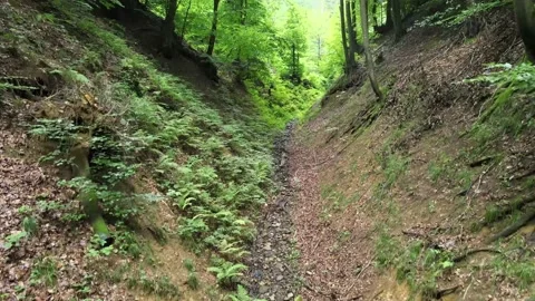 Drone flies over many trees and ferns Stock Footage 137943636