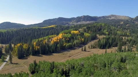 Drone flies over mountain tree area to a patch of trees turned yellow because Stock Footage 87191722