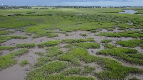 Drone Flies Over Muddy Green Marsh Stock Footage 201340987