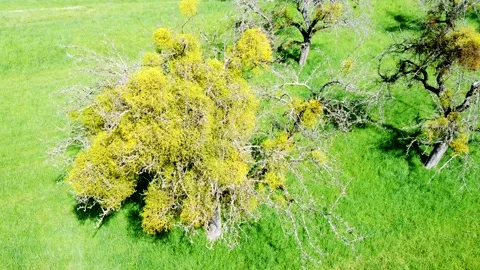 Drone flies over old meadow orchard with apple trees infested with mistletoe Stock Footage 239421032