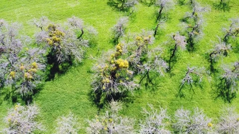 Drone flies over old meadow orchard with apple trees infested with mistletoe Stock Footage 239421153