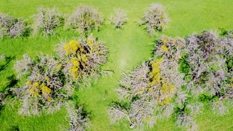 Drone flies over old meadow orchard with apple trees infested with mistletoe Stock Footage 239421204
