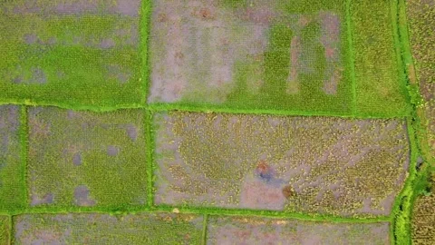 Drone flies over paddy fields in Bali showing beautiful irrigation patterns and Stock Footage 309255023