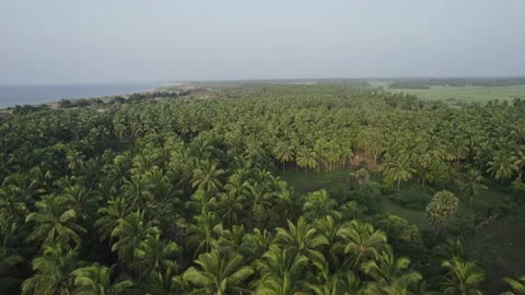 A drone flies over a palm forest Video stock 225864702