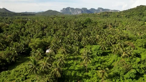 Drone flies over palm trees to reveal Philippine coastline Stock Footage 259334622