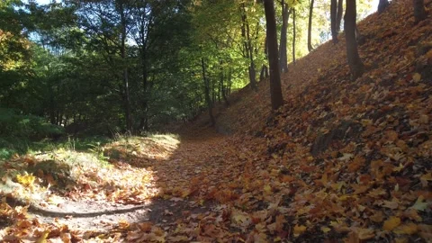 The drone flies over the path, kicking up dust, in the autumn park. Drone vi Vídeo Stock 231232859