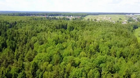 Drone flies over the pine forest Stock Footage 77600577