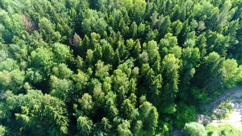 Drone flies over the pine forest 库存影片 77602616