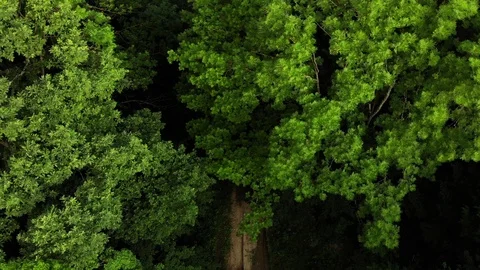 Drone flies over the pine forest. Stock Footage 111392581